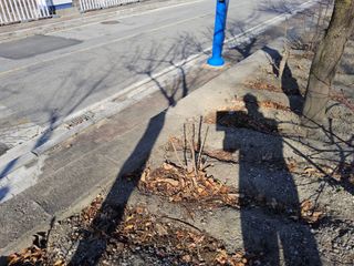 김용대님의 두릅 · 영농일지 작성글 사진