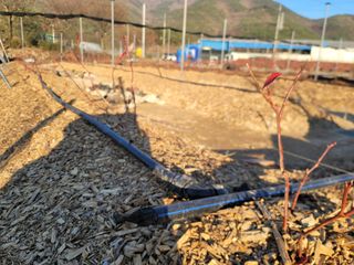 박치문님의 블루베리 · 영농일지 작성글 사진