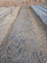 팜모닝 마늘·영농일지 게시글 이미지