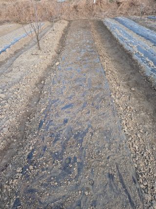 심상훈님의 마늘 · 영농일지 작성글 사진