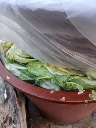 최유순님의 배추 · 영농일지 작성글 사진