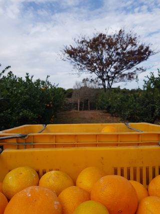 산방자연농원님의 귤 · 영농일지 작성글 사진