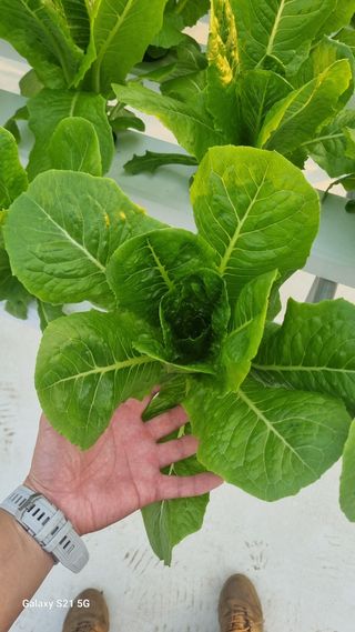 정영훈님의 기타작물 · 영농일지 작성글 사진