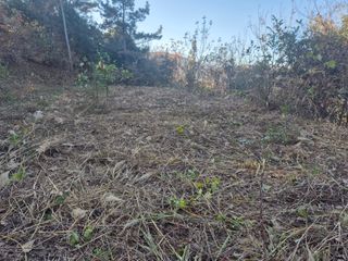 허봉모 님의 두릅 · 영농일지 작성글 사진