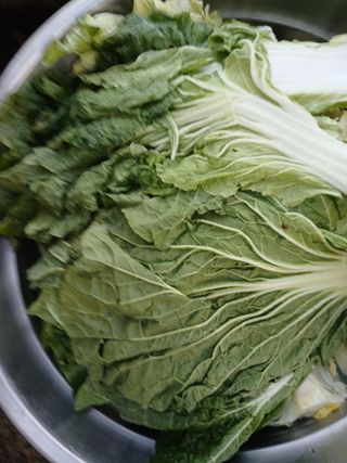 최유순님의 배추 · 영농일지 작성글 사진