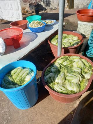 전진욱님의 배추 · 영농일지 작성글 사진