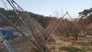 김준한님의 자두 · 영농일지 작성글 사진