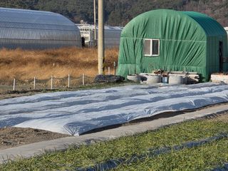 앵매도리님의 기타작물 · 영농일지 작성글 사진