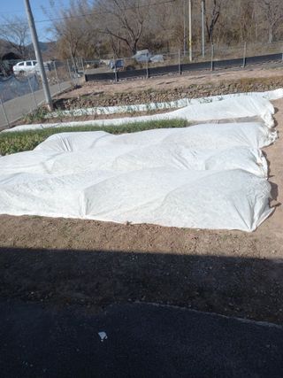 전진욱님의 배추 · 영농일지 작성글 사진