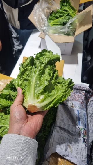 정영훈님의 기타작물 · 영농일지 작성글 사진