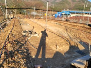 박치문님의 블루베리 · 영농일지 작성글 사진