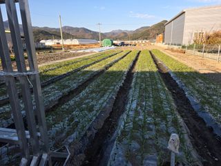 앵매도리님의 기타작물 · 영농일지 작성글 사진