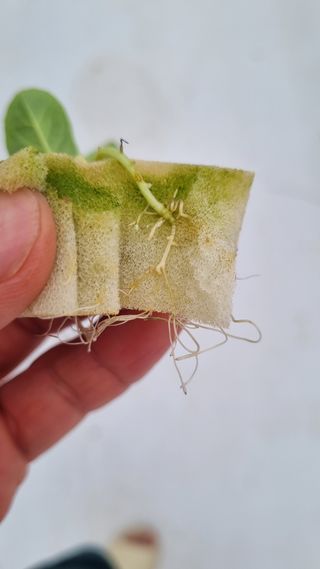 정영훈님의 기타작물 · 영농일지 작성글 사진