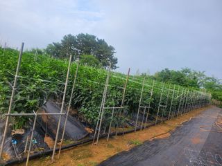 장명숙님의 기타작물 · 영농일지 작성글 사진