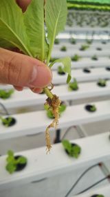 팜모닝 기타작물·영농일지 게시글 이미지