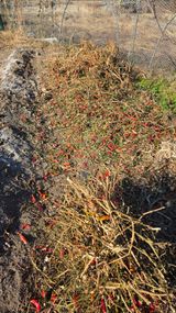 팜모닝 기타작물·영농일지 게시글 이미지