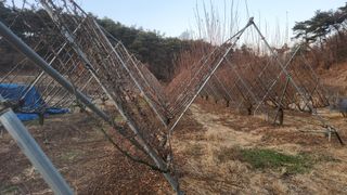 김준한님의 자두 · 영농일지 작성글 사진