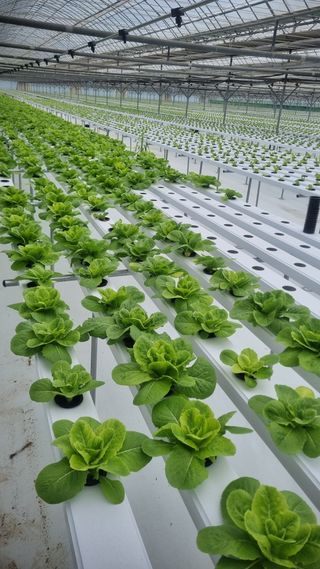 정영훈님의 기타작물 · 영농일지 작성글 사진