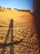 팜모닝 배추·영농일지 게시글 이미지