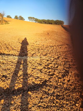 김저팔계님의 배추 · 영농일지 작성글 사진