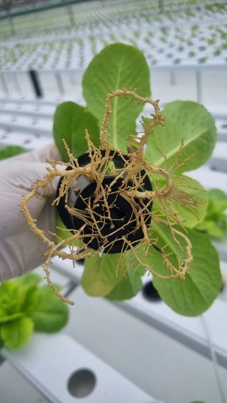 정영훈님의 기타작물 · 영농일지 작성글 사진