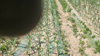 샘골농장 마음만청춘님의 마늘 · 영농일지 작성글 사진