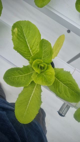 정영훈님의 기타작물 · 영농일지 작성글 사진