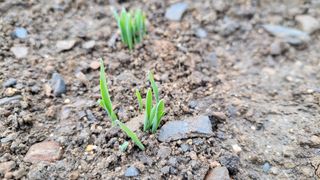 김홍중님의 기타작물 · 영농일지 작성글 사진