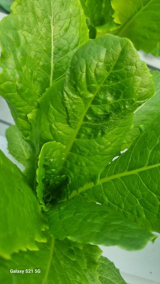 정영훈님의 기타작물 · 영농일지 작성글 사진