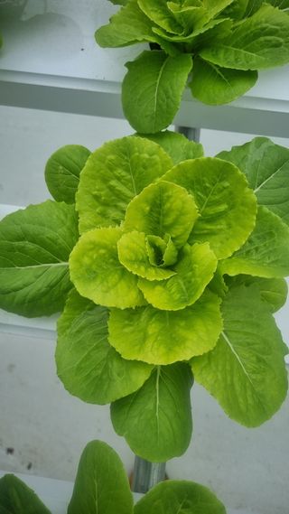 정영훈님의 기타작물 · 영농일지 작성글 사진