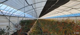 고추22286님의 블루베리 · 영농일지 작성글 사진