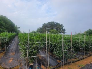 장명숙님의 기타작물 · 영농일지 작성글 사진