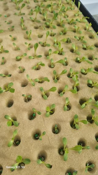 정영훈님의 기타작물 · 영농일지 작성글 사진