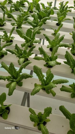 정영훈님의 기타작물 · 영농일지 작성글 사진