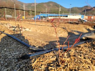 박치문님의 블루베리 · 영농일지 작성글 사진