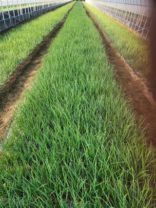 김저팔계님의 배추 · 영농일지 작성글 사진