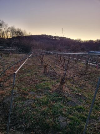 논산푸른팜님의 복숭아 · 영농일지 작성글 사진