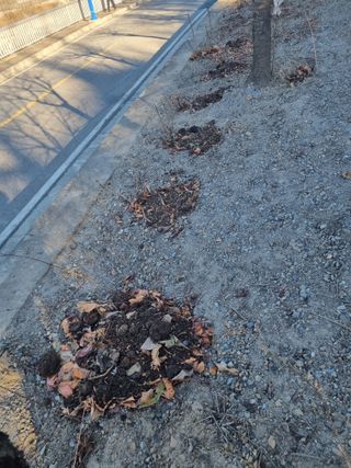 김용대님의 두릅 · 영농일지 작성글 사진