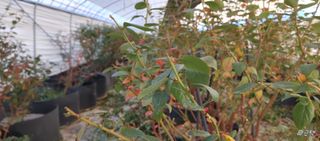 고추22286님의 블루베리 · 영농일지 작성글 사진