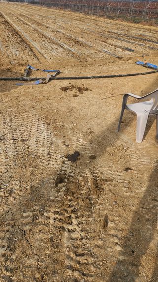 최율구님의 마늘 · 영농일지 작성글 사진