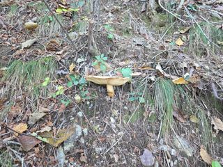 무주설천면 반딧팝님의 기타작물 · 영농일지 작성글 사진