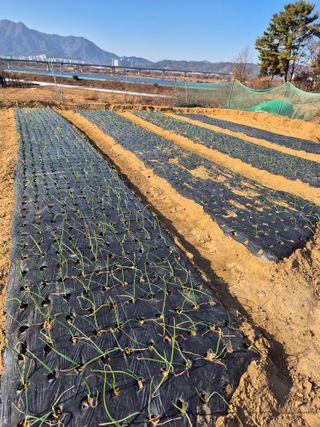 장재갑님의 기타작물 · 영농일지 작성글 사진