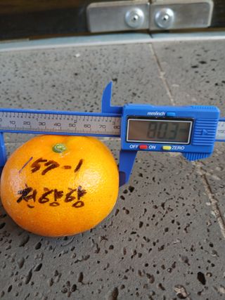 라이온3241님의 귤 · 영농일지 작성글 사진