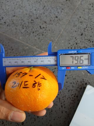 라이온3241님의 귤 · 영농일지 작성글 사진