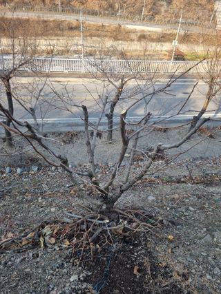 김용대님의 감 · 영농일지 작성글 사진