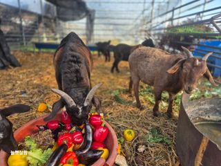 늘햇살팜 님의 기타작물 · 영농일지 작성글 사진