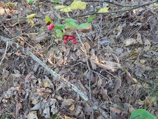 무주설천면 반딧팝님의 기타작물 · 영농일지 작성글 사진