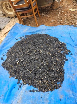 난상자님의 콩 · 영농일지 작성글 사진