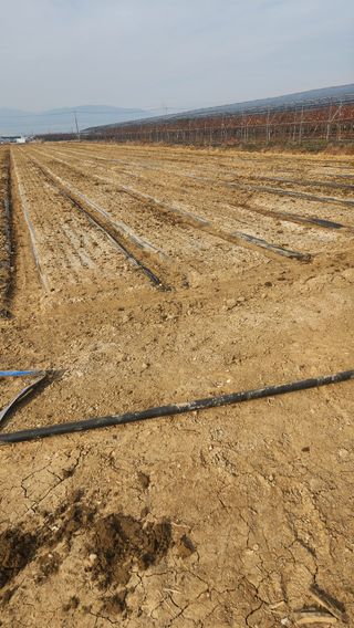 최율구님의 마늘 · 영농일지 작성글 사진