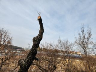 꿀복이농장님의 기타작물 · 영농일지 작성글 사진